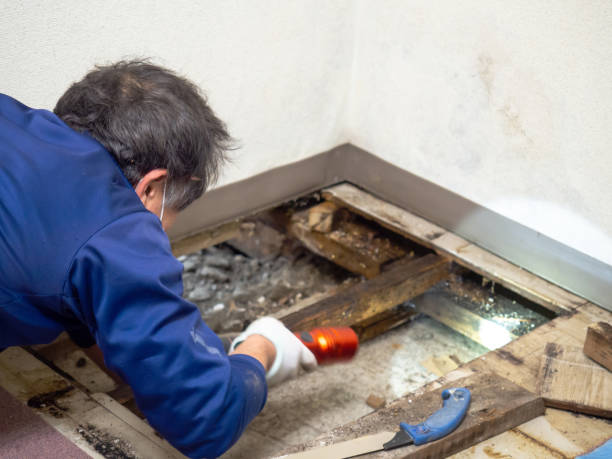 Mold Removal Process in Westlake Village, CA