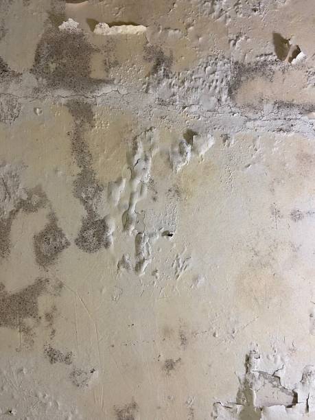 Best Mold Removal Process  in Westlake Village, CA